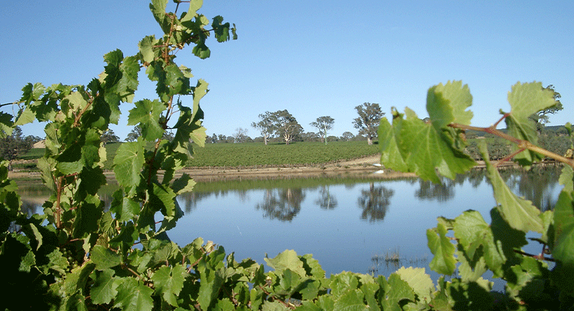 Eden Hall Vineyard